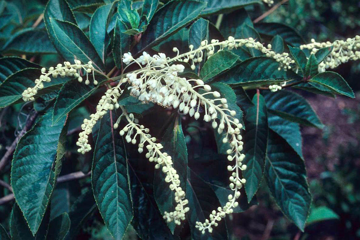 Japanese summersweet flowers